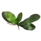 thumbnail image 5 of Plantas artificiales Sunnimix Hojas Tallas Vides 20 cm, 5 of 7