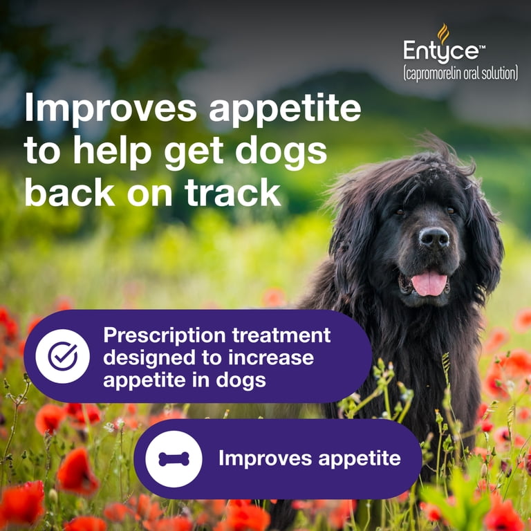 Entyce Dog Entyce Dog Appetite Stimulant | Oral Solution for Dogs