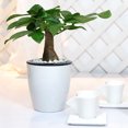 thumbnail image 4 of fastboy Flower Pot Self Watering Automatic Absorption Container Plastic Plant Planter Garden Home Decor, 110, 4 of 8