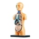thumbnail image 5 of Demostración del modelo del Torso del cuerpo ciencia en 3D con los órganos removibles exhibición de la anatomía Juguetes, 5 of 9