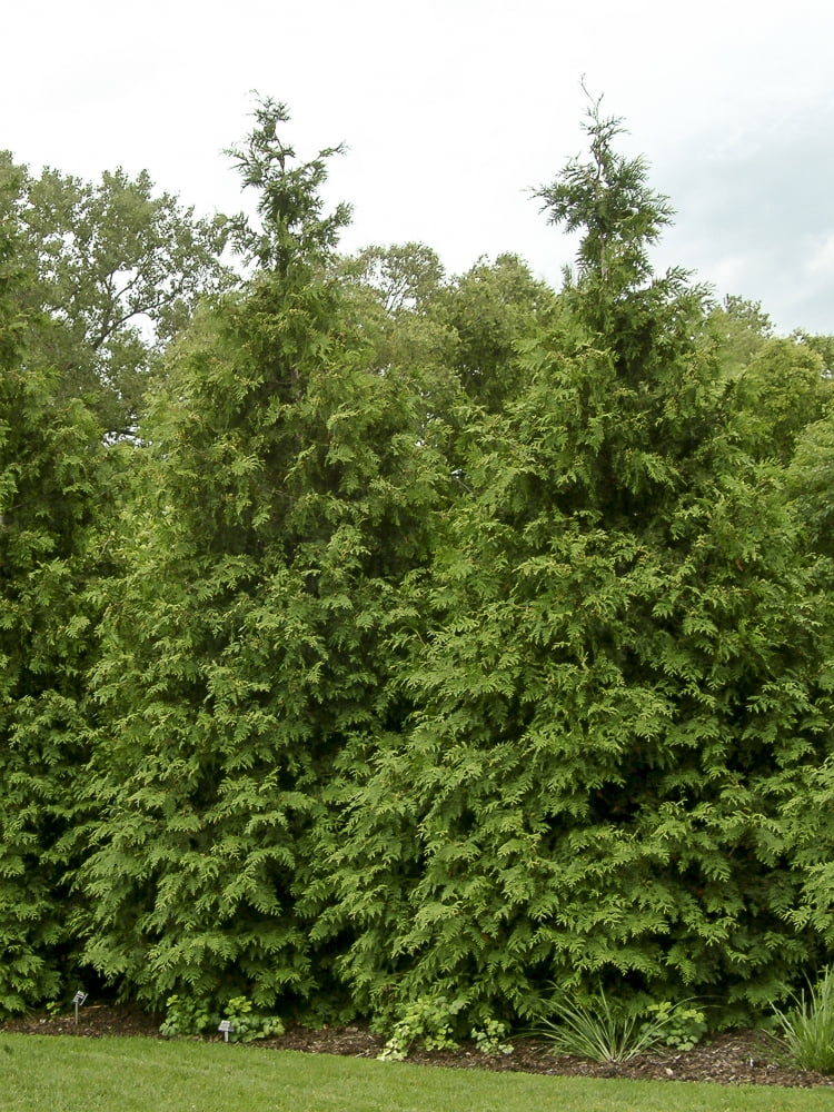 Thuja Green Giant Arborvitae Lot of 2 Starter Plants