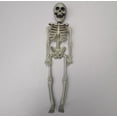 thumbnail image 5 of 40cm Poseable Full Life Size Human Skeleton Halloween Decoration Party Prop, 5 of 5