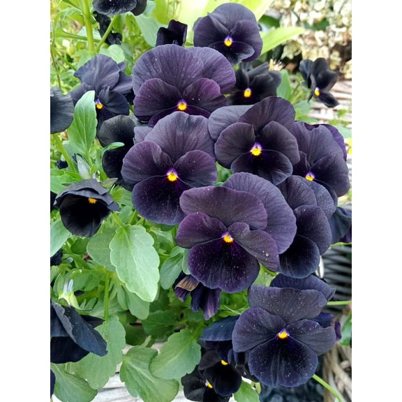 50 BLACK PANSY Clear Crystals Viola Wittrockiana Flower Seeds