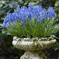 thumbnail image 3 of Van Zyverden Grape Hyacinths Set of 50 Bulbs Blue Partial Sun Perennial Fragrant 2 lbs, 3 of 8