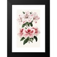 thumbnail image 2 of Anonymous 16x24 Black Modern Framed Museum Art Print Titled - Azalea Indicates (1852-1861), 2 of 5
