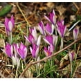 thumbnail image 3 of Roseus Snow Crocus 10 Bulbs - Very Hardy! - 5/+ cm Bulbs, 3 of 3