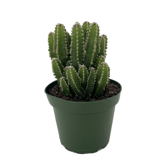 Fairy Castle Cactus - Cereus - Houseplant/Terrarium/Fairy Garden - 4" Pot