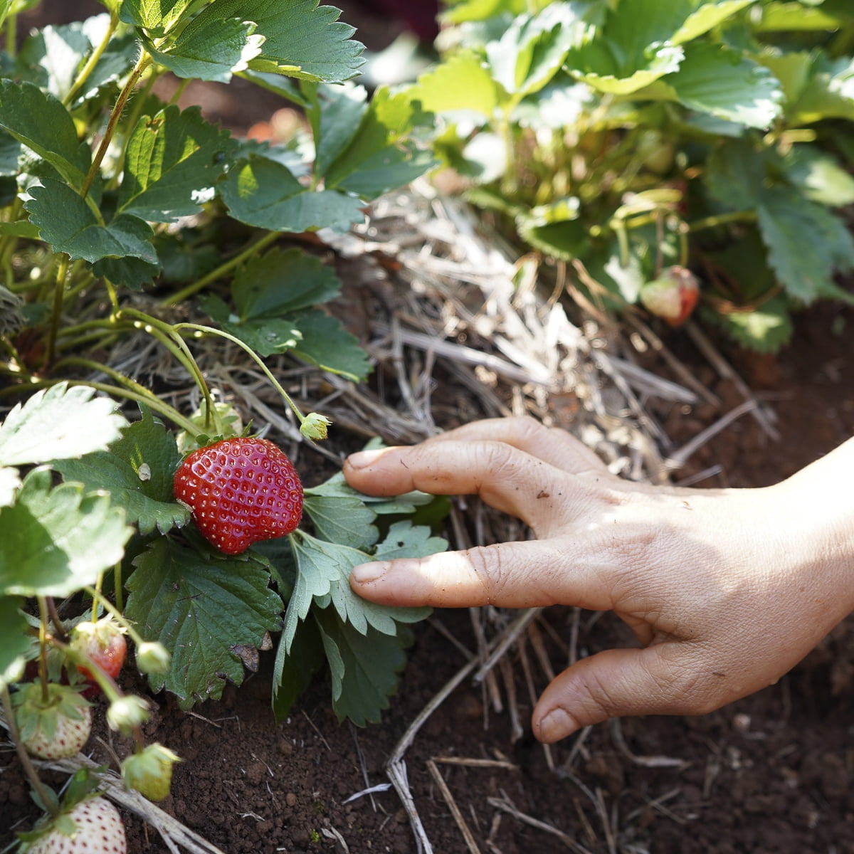Van Zyverden Dayneutral Strawberries Albion Set of 20 Plant Roots White Full Sun