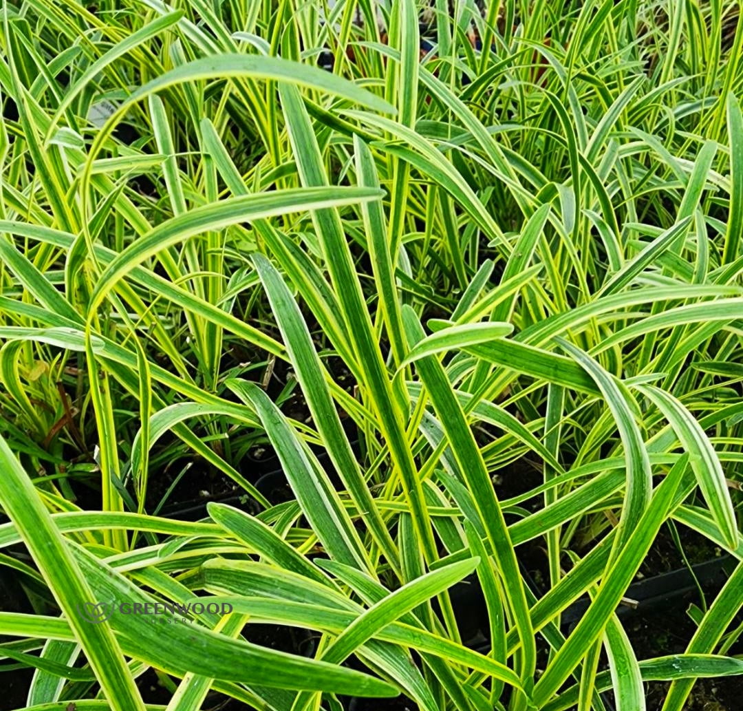 Variegated Liriope Live Plant in a Trade Gallon Pot