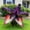 D, variant on Elephant-ear Giant Mix - Garden Stake for Outdoor Decoration, Fresh Natural Accent for Patio and Walkways
