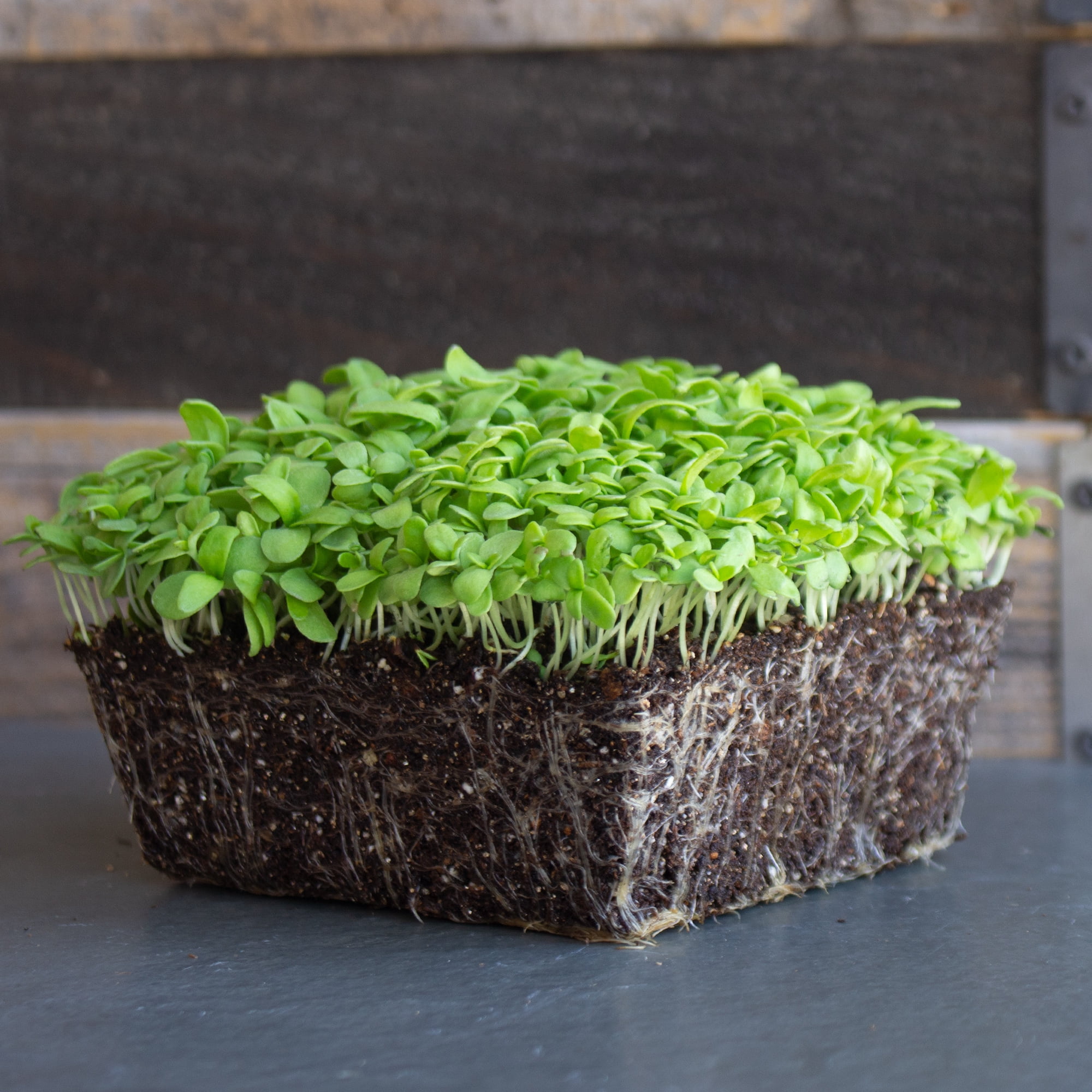 Chrysanthemum Flower Garden Seeds - Broad Leaf, Edible - 1 Lb - Non-GMO, Annual Wildflower & Microgreens Seeds - AKA: Garland Daisy