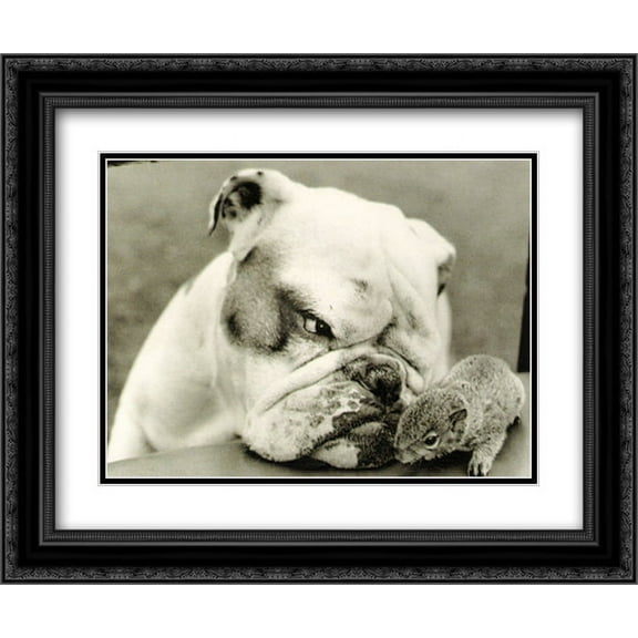 Bulldog Watch 2x Matted 24x20 Black Ornate Framed Art Print by John Drysdale
