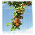 thumbnail image 3 of Apricot Shower Curtain, Ripe Apricots on Tree Green Leaves Around Blue Sky Print, Fabric Bathroom Set with Hooks, 69W X 70L Inches, Orange Green and Pale Azure Blue, by Ambesonne, 3 of 3