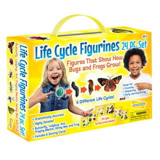 4pcs Butterfly Life Cycle Kit Lifestyle Stages Of Monarch Butterfly  Teaching Tools For Kids, Students