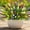 New Mix Color, variant on N&T NIETING 10 Bundles Artificial Plants Outdoor Fake Monkey Grass with Flowers for Pot Garden Verandah Easter Decor for Window Garden Office Patio Hanging Planter Pathway Front Porch (Mix Color 2)