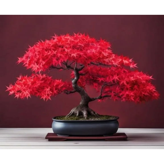 Scarlet Red Maple Bonsai Tree Seeds for Planting (20 Seeds)
