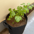 thumbnail image 4 of Parsley Live Plant in 3.5 Inches Pot, Herbs Plants Live, 4 - 7 Inches, Fragrant and Edible Herb for Outdoor Indoor Growing, 4 of 5