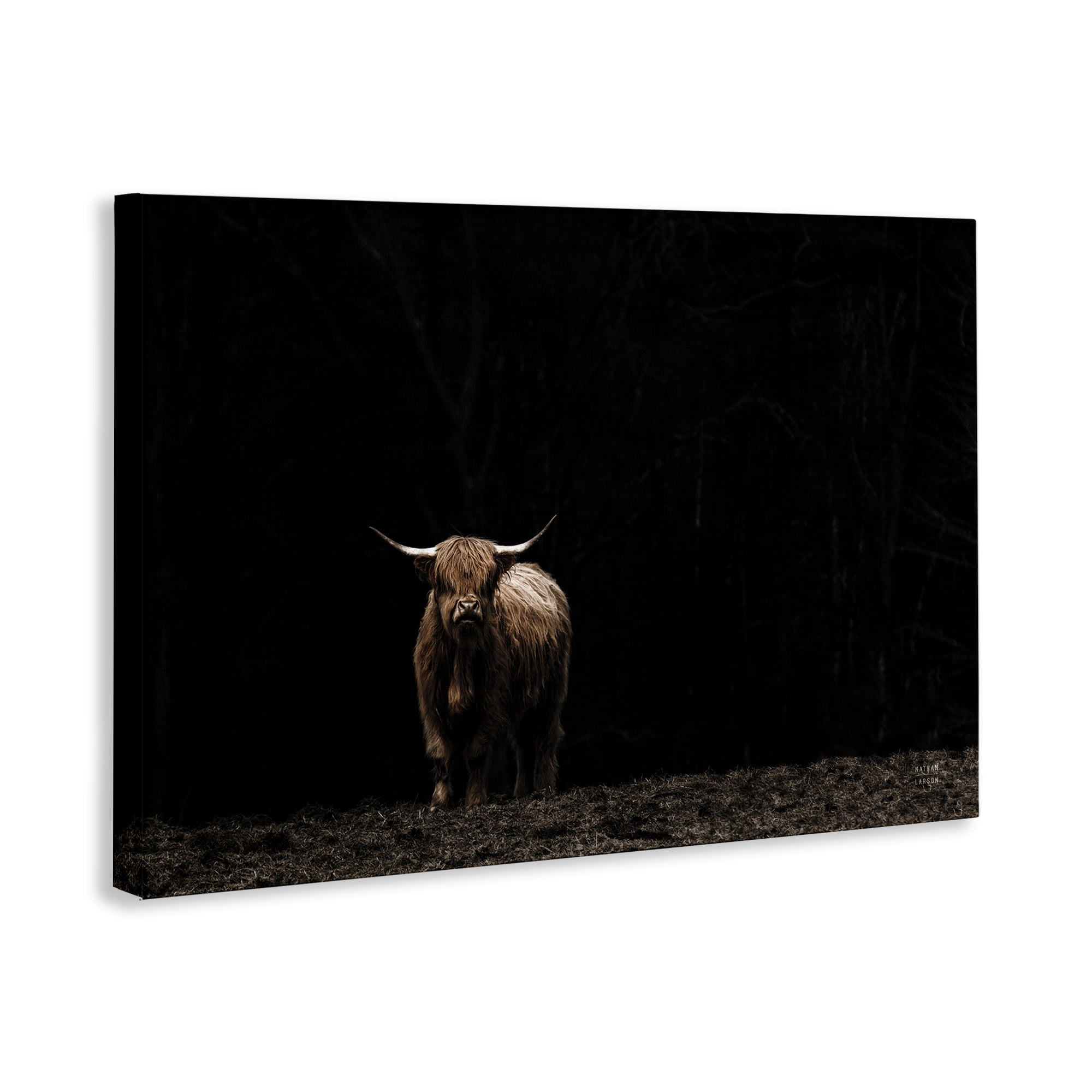 Stupell Industries Dark Contrast Highland Cow Animals Photography Wrapped Canvas Art Print Wall Art, 24 x 16