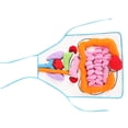 thumbnail image 4 of Delantal con patrón de órganos humanos, material didáctico para jardín de infantes, material didáctico sobre órganos internos humanos para el aprendizaje en la educación temprana., 4 of 5
