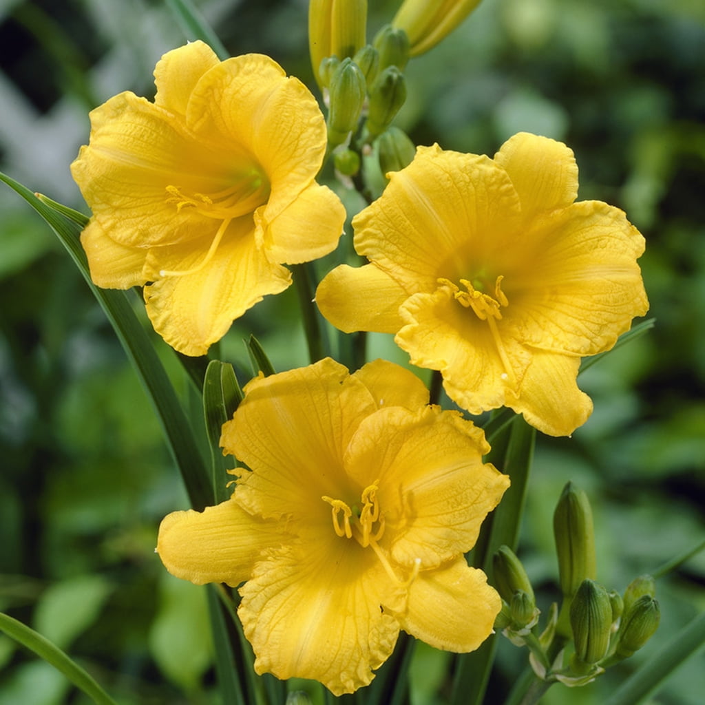 Van Zyverden Daylilies Re Blooming Stella De' Oro, 1 Plant Root, Yellow, Partial Sun, Perennial, Fragrant