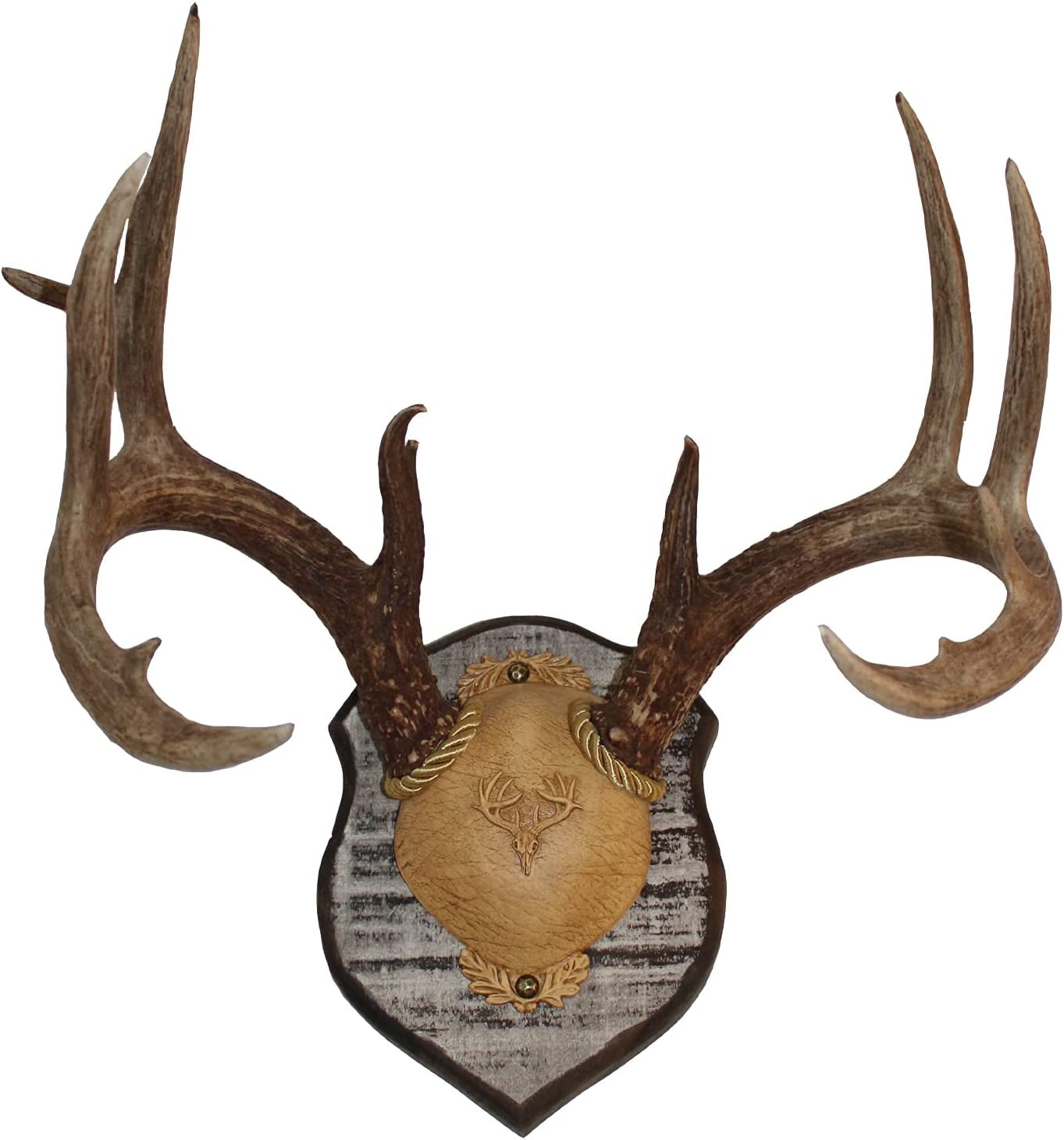 Outdoor Hunting Lab Poplar Deer Antler Mount Plaque