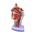 thumbnail image 3 of La Cavidad Nasal Garganta Anatomía Modelo 4.7 × 4.7 × 9.5 Pulgadas, 3 of 6