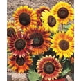 thumbnail image 3 of 25+ Seeds- Autumn Beauty Sunflower Seed-#E003- Authentic Seeds-Flowers-Seeds-Rose seeds-Herb seeds-Vegetable Seeds-Mix Seeds for Plant- B3G1, 3 of 4