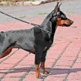 thumbnail image 4 of Dog Knee Brace Injuries Leg Brace Surgical Joint Wrap Dog Wounds Heals Canine Front Leg, 4 of 4