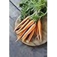 thumbnail image 3 of Danvers 126 Half-Long Carrot Seeds- Non-GMO - 5 Grams, 3 of 3