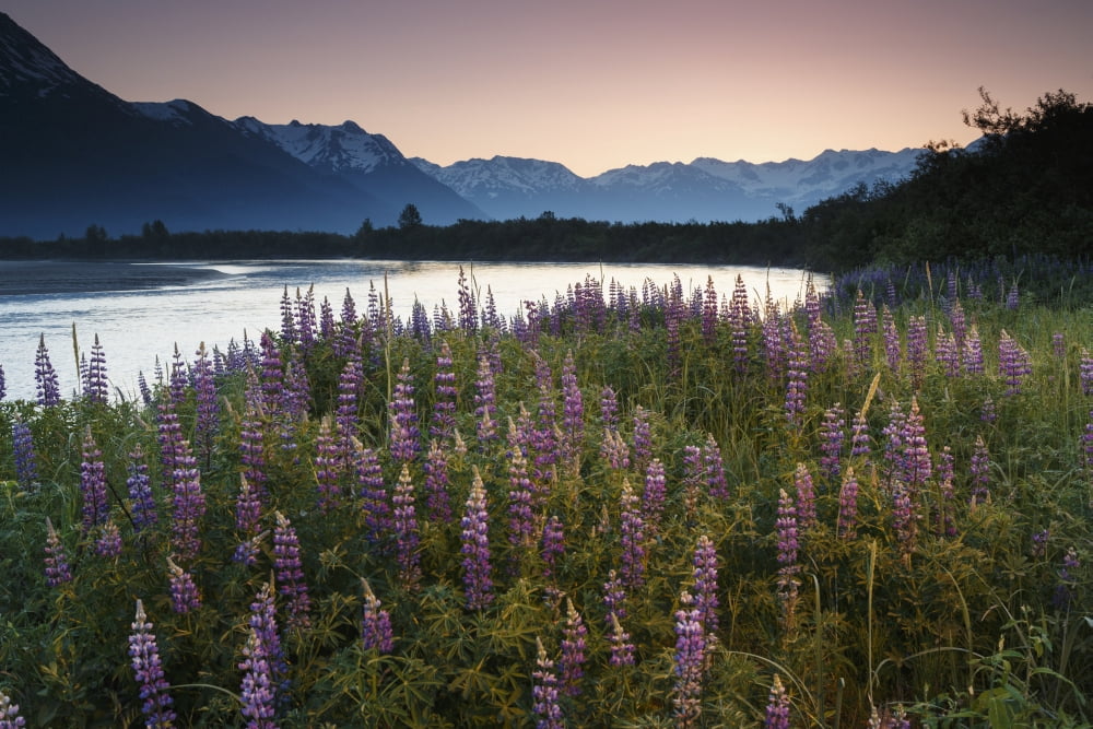 Summer Landscape Of