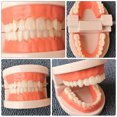 Diekin Standard Teeth Model Tooth Brushing Model Typodont Demonstration ...