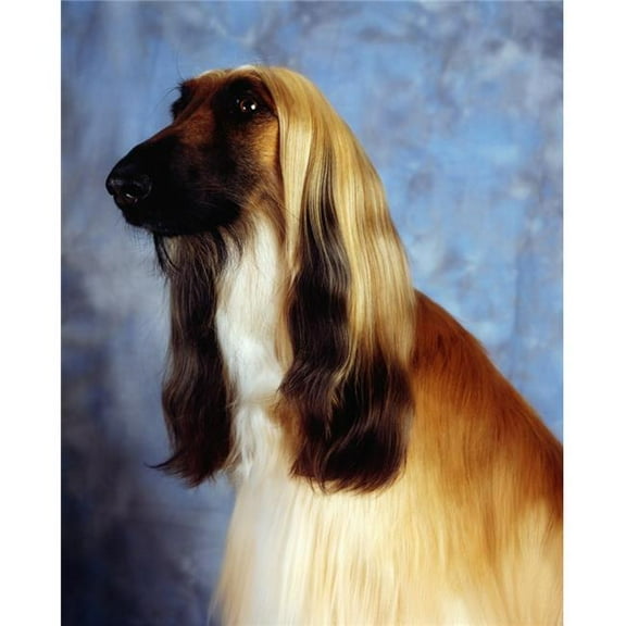 Afghan Hound Poster Print