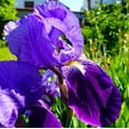 200+Mixed Rare Iris Flower OIF8 Seeds to Plant Outdoor Perennial
