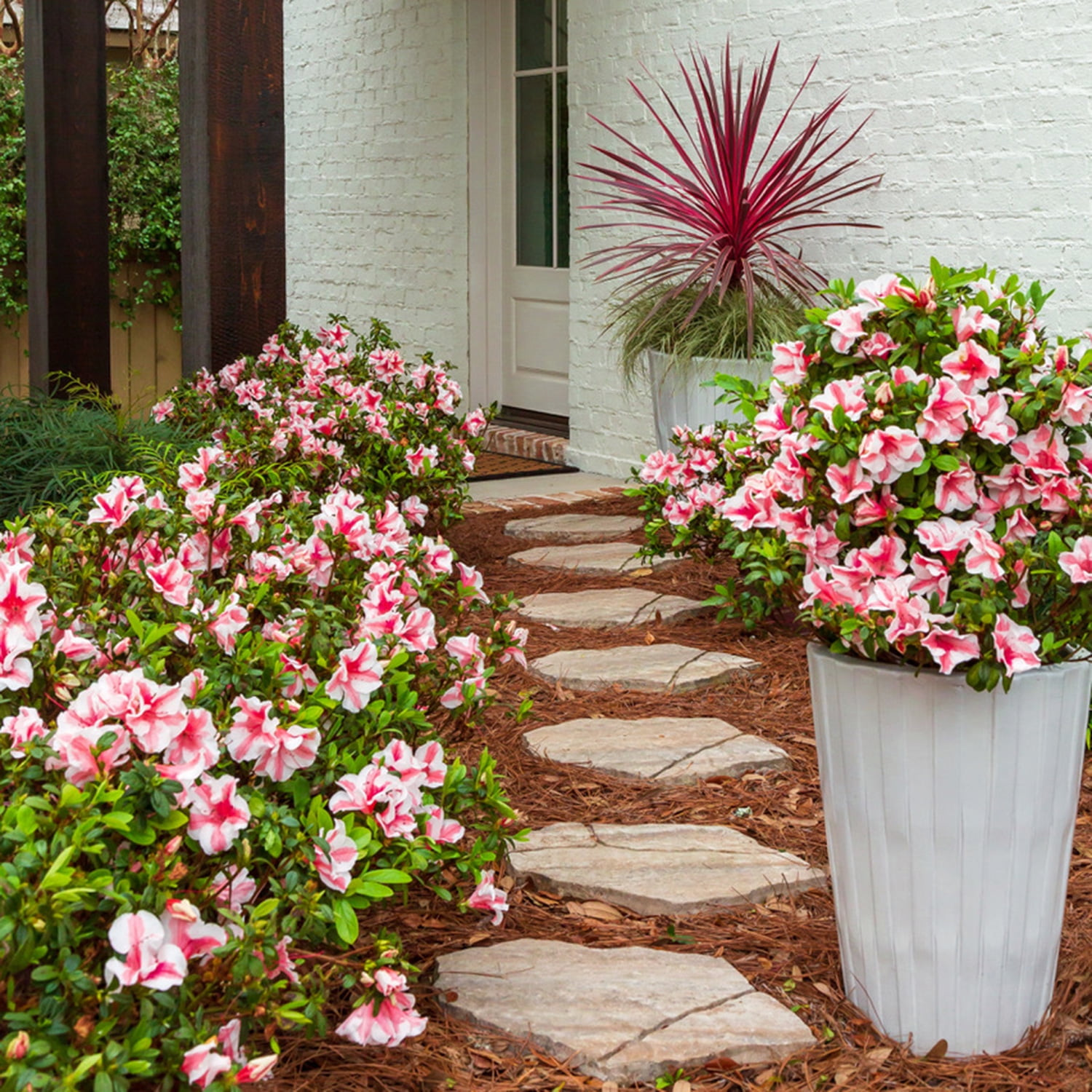 Encore Azalea Autumn Starburst Live Shrub in 3-Gallon Grower Pot