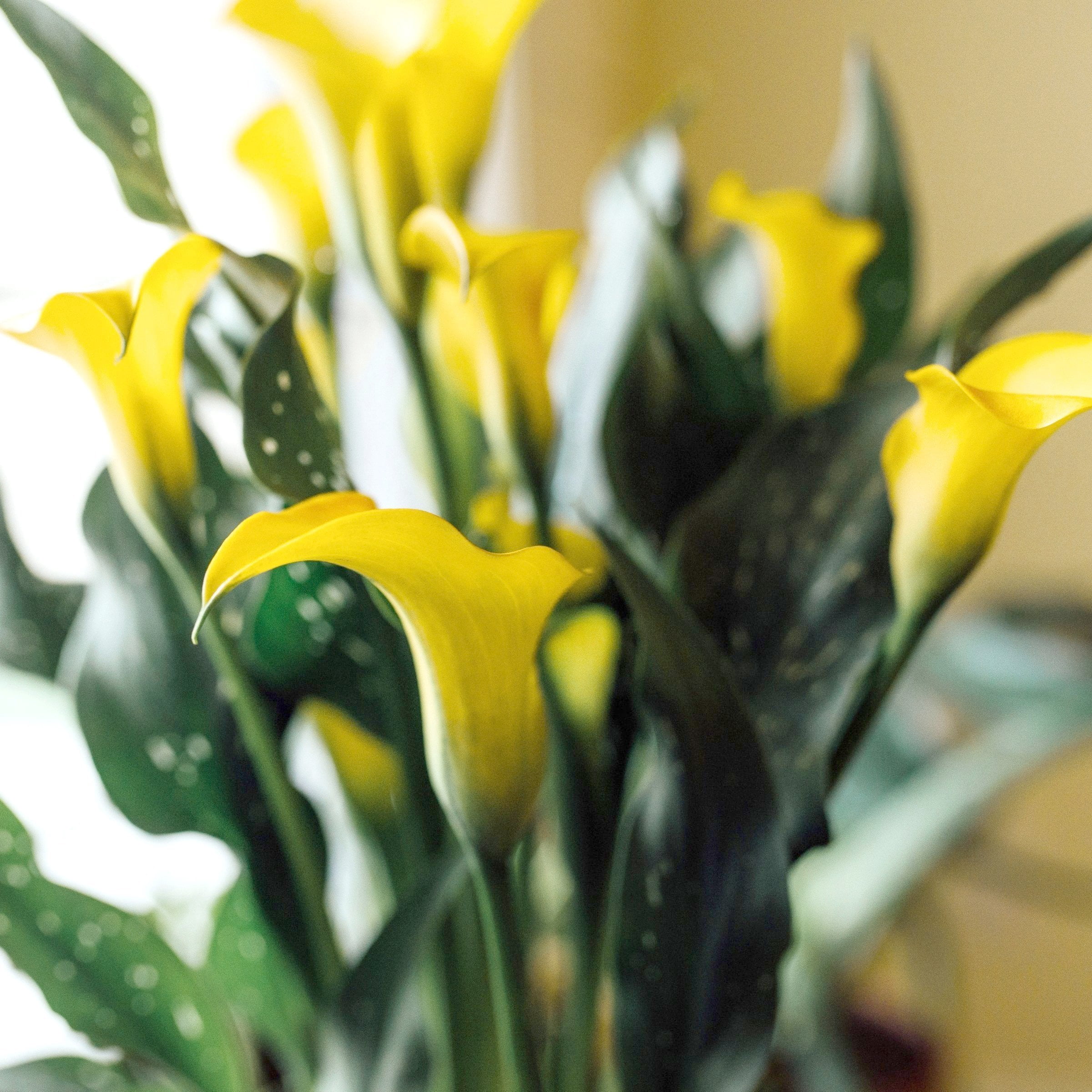 National Plant Network Calla Lily Sun Club Bulbs (3-Pack)