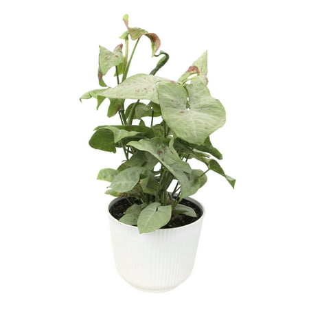 Element Arrowhead Syngonium Milk Confetti in 6" White Pot (Approx 15" Tall) Live Plant