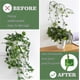 thumbnail image 5 of 100Pcs Climbing Plant Support Clip, Self Adhesive Plant Clip, Vine Wall Clip, Plant Support Hook Clip (Green), 5 of 5