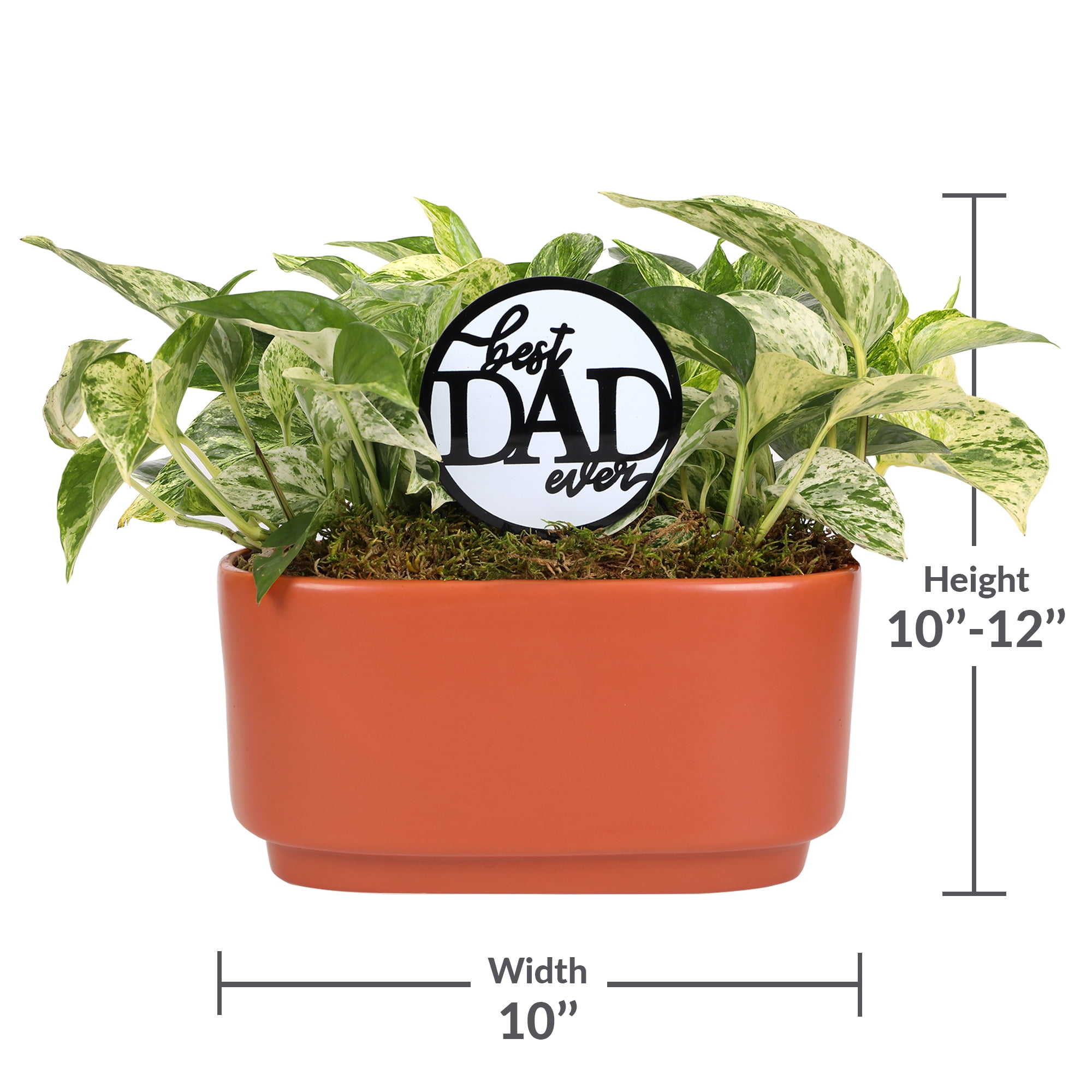 Green Circle Growers 10in Pothos Duo in Ceramic Pot – Live Indoor Plant - Best Dad Ever Pick