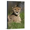 thumbnail image 1 of Cheetah in Grass - Lantern Press Photography (12x18 Gallery Wrapped Stretched Canvas), 1 of 1