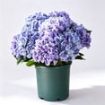 thumbnail image 3 of Hydrangea Artificial Flower for Outdoor, 4 Bundles Fake Hydrangea Bush Plant UV Resistant for Outdoors Front Porch Indoor Home Garden Decor, Purple, 3 of 9