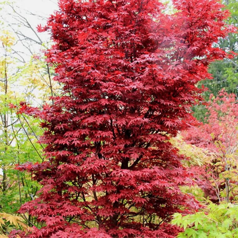 Expert Gardener 4-5' Maple Japanese Twombly's Red Sentinel in 2