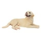 thumbnail image 5 of Figura de Perro realista CUTICAT estatua decoración del hogar amarillo, 5 of 5