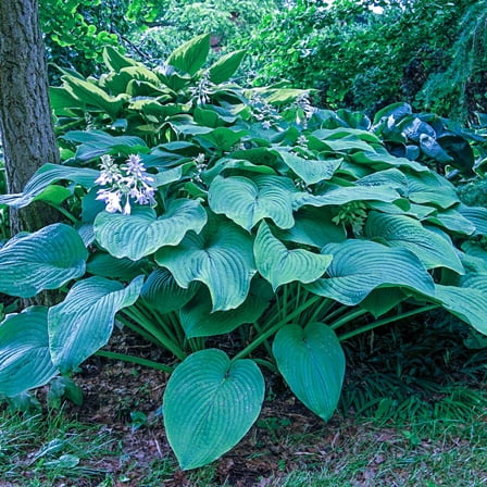 Large Leaf Hosta Dormant Bare Root Shade Loving Perennial Plants, 3-Pack