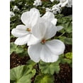 thumbnail image 4 of White Geranium Live Plant, 4–6 Inch Tall Flowering Plant in 4 Inch Pot, Easy Care Blooming Geranium for Patio, Garden, and Container Planting, 4 of 8