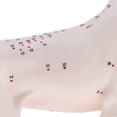thumbnail image 2 of Anatomical Dog Model Acupuncture Anatomy Acupuncture Point Model of the Dog Body with 72 Acupunctur, 2 of 5
