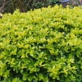 thumbnail image 2 of Duranta Gold Mound  1 Extra Large 3 Gallon Plant  Duranta Erecta 'Gold Mound'  Vibrant Foliage  Landscape Accent, 2 of 7