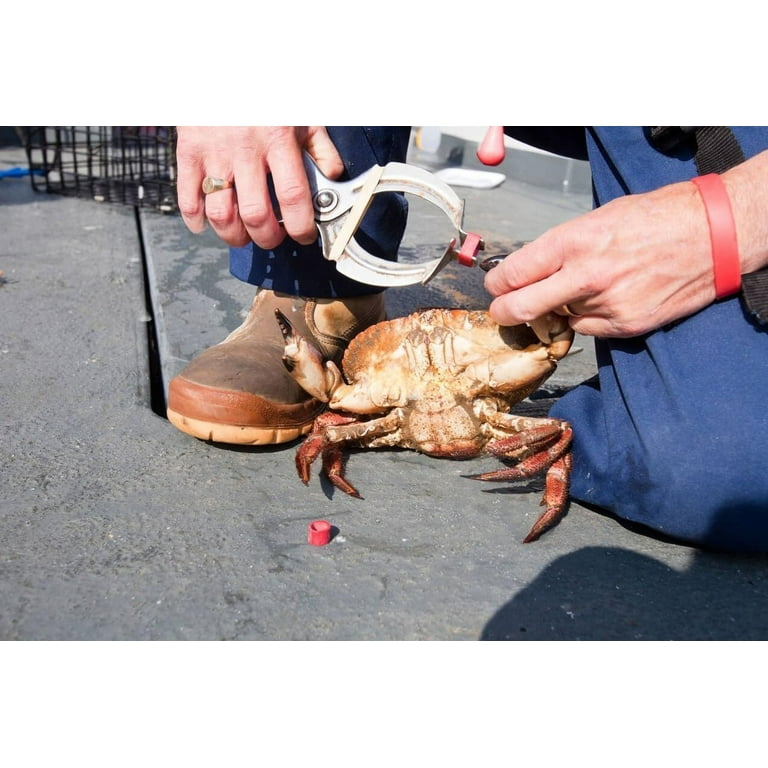 AirFly Crab, Lobster Claw Rubber Bands & Binder Tool, Protect