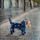 thumbnail image 2 of Impermeable para perro pequeño con capucha y anilla en forma de D Chubasquero impermeable para perro con franja reflectante Rainboot, 2 of 2