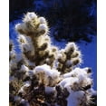 thumbnail image 2 of Talbot Frank, Christopher 20x23 Gold Ornate Wood Framed with Double Matting Museum Art Print Titled - CA, Joshua Tree NP Snow-covered Cholla Cactus, 2 of 4