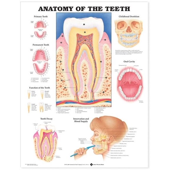 Anatomy of The Teeth Anatomical Chart-Laminated